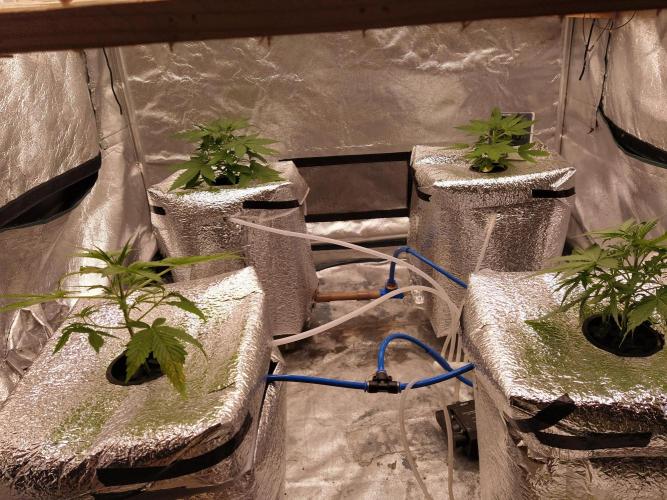 Apple Strudel Auto DWC. Week 3