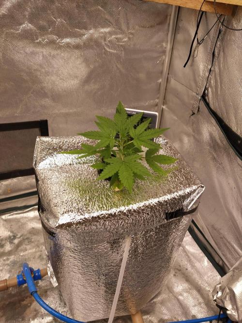 Apple Strudel Auto DWC. Week 3