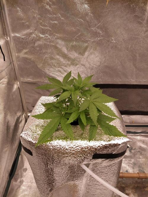 Apple Strudel Auto DWC. Week 3