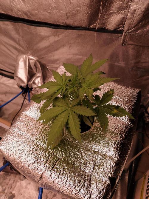 Apple Strudel Auto DWC. Week 3