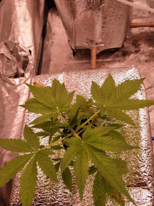 Apple Strudel Auto DWC. Week 3