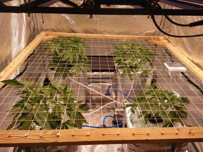 Apple Strudel Auto DWC. Week 4