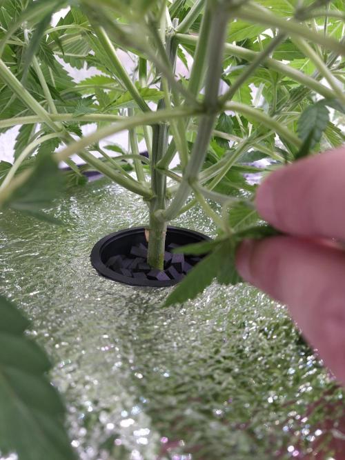 Apple Strudel Auto DWC. Week 4