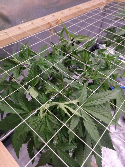 Apple Strudel Auto DWC. Week 4