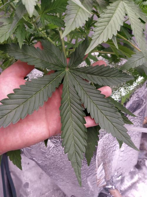 Apple Strudel Auto DWC. Week 4