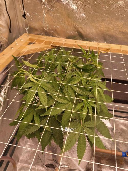 Apple Strudel Auto DWC. Week 4