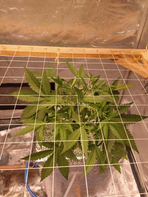 Apple Strudel Auto DWC. Week 4