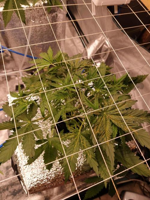 Apple Strudel Auto DWC. Week 4