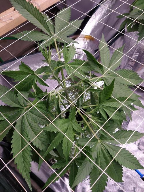 Apple Strudel Auto DWC. Week 4