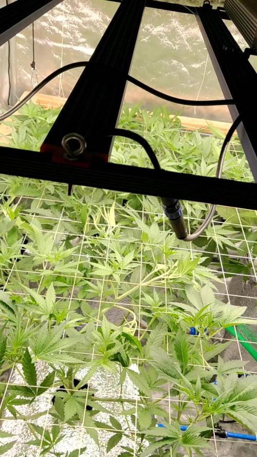 Apple Strudel Auto DWC