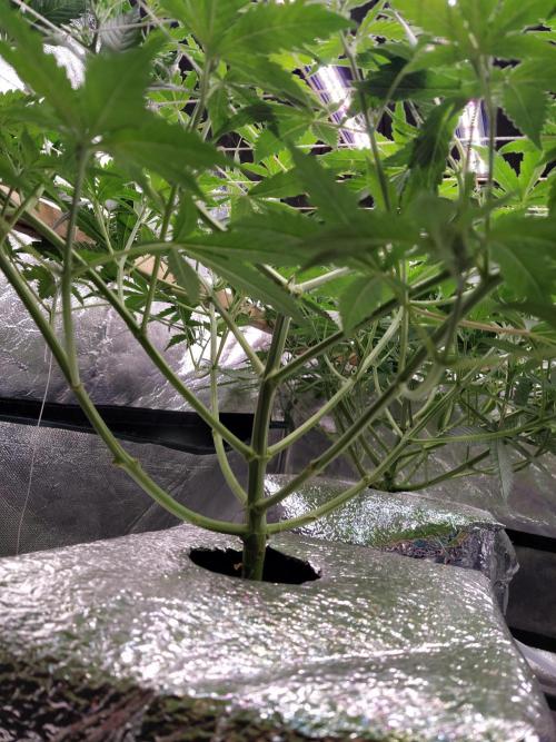Apple Strudel Auto DWC. Week 5