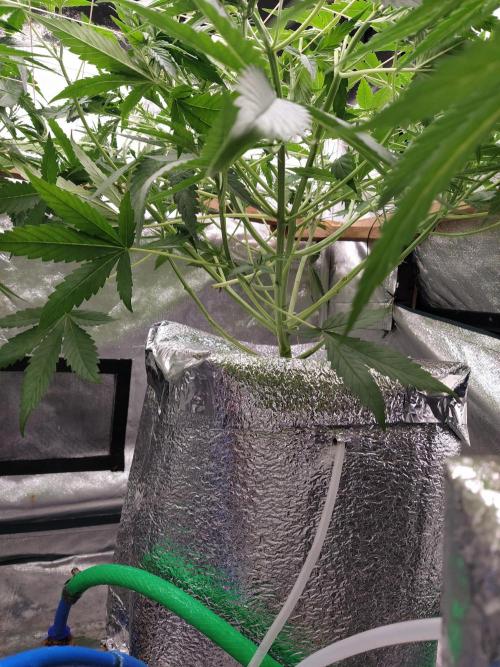 Apple Strudel Auto DWC. Week 5