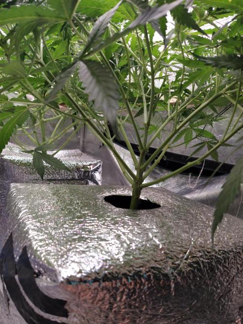 Apple Strudel Auto DWC. Week 5