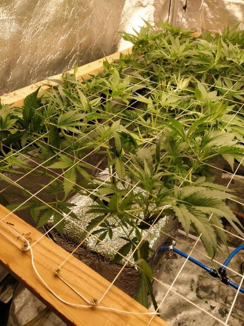 Apple Strudel Auto DWC. Week 5