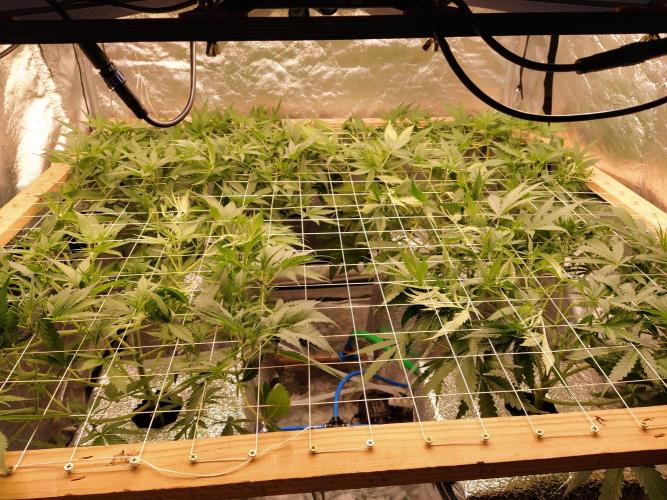 Apple Strudel Auto DWC. Week 5