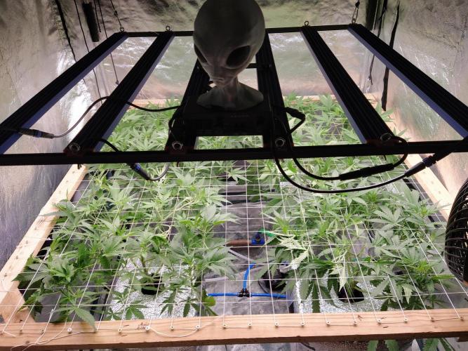 Apple Strudel Auto DWC. Week 5