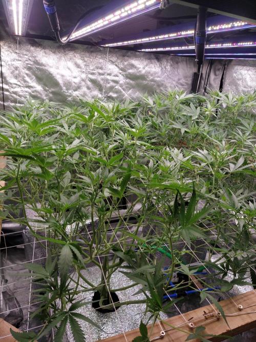 Apple Strudel Auto DWC. Week 6