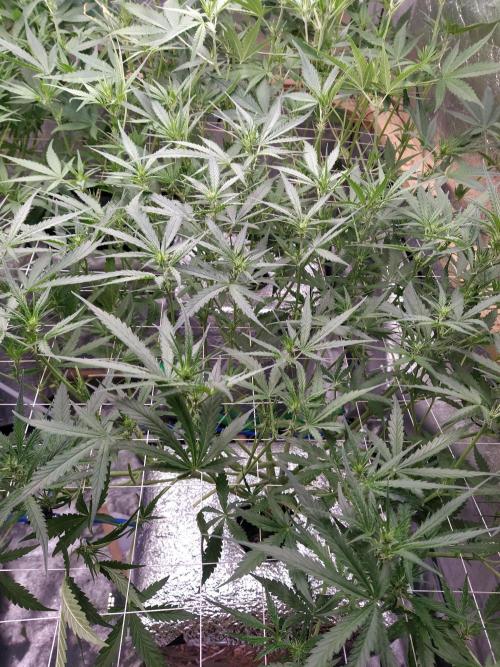Apple Strudel Auto DWC. Week 6