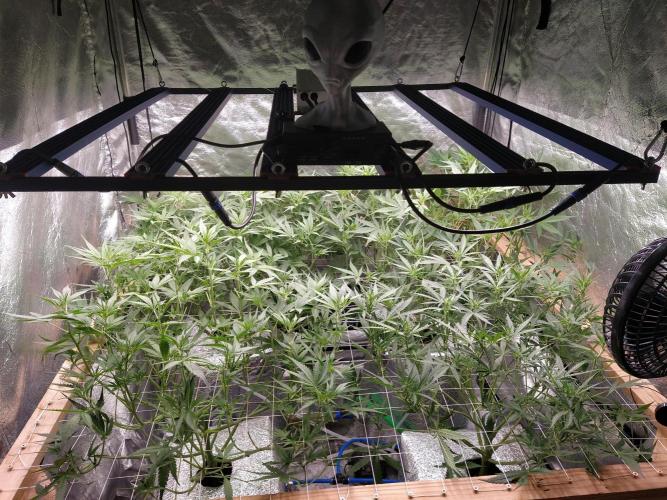 Apple Strudel Auto DWC. Week 6