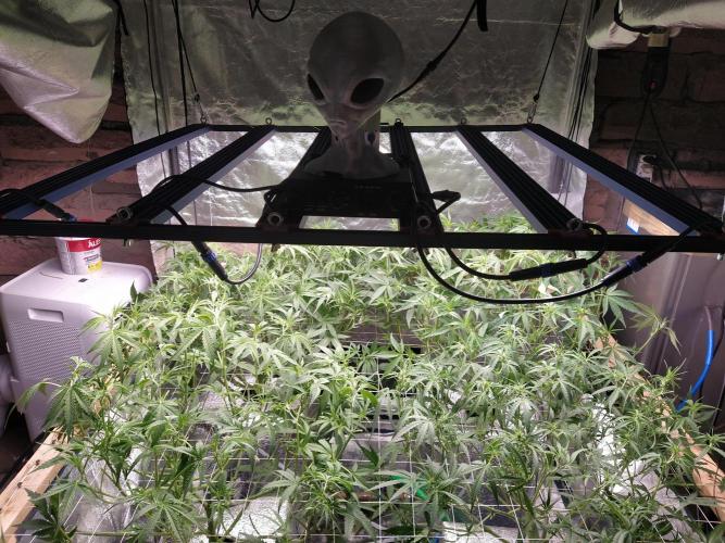 Apple Strudel Auto DWC. Week 6