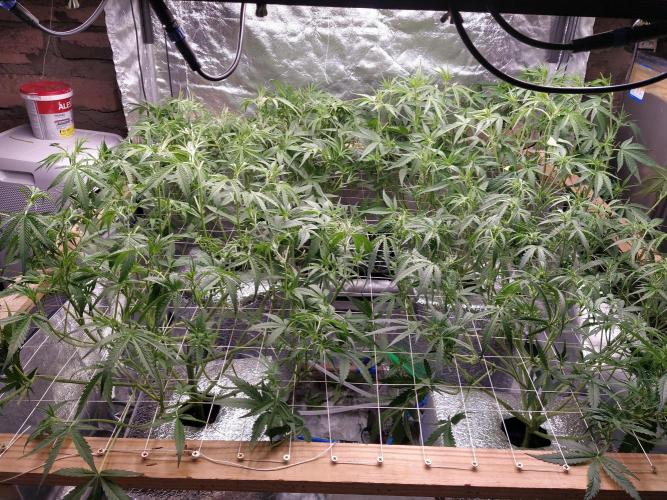 Apple Strudel Auto DWC. Week 6