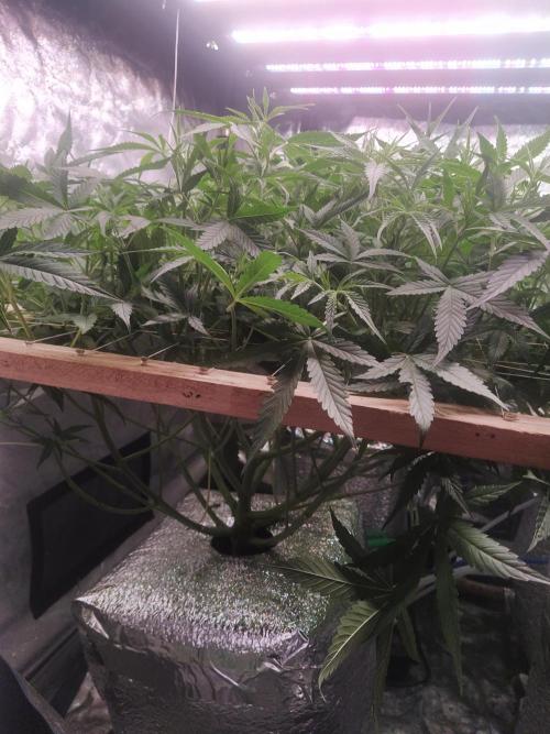 Apple Strudel Auto DWC. Week 6