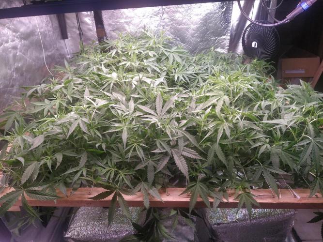 Apple Strudel Auto DWC. Week 6