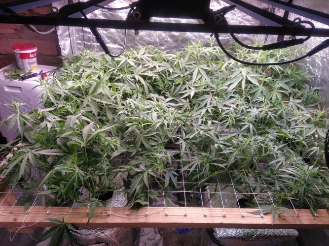 Apple Strudel Auto DWC. Week 6