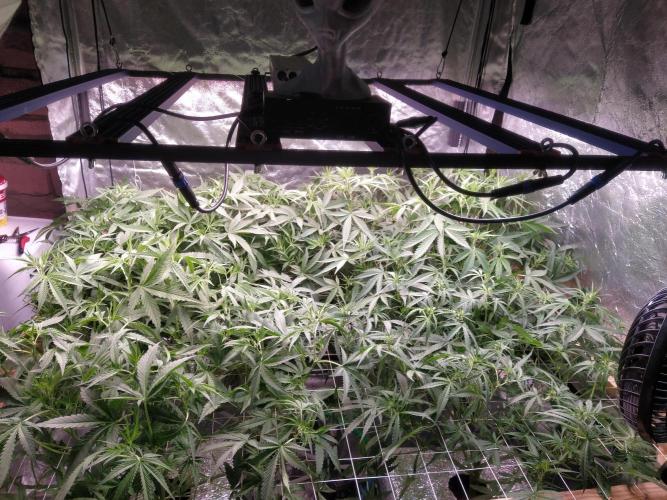 Apple Strudel Auto DWC. Week 6