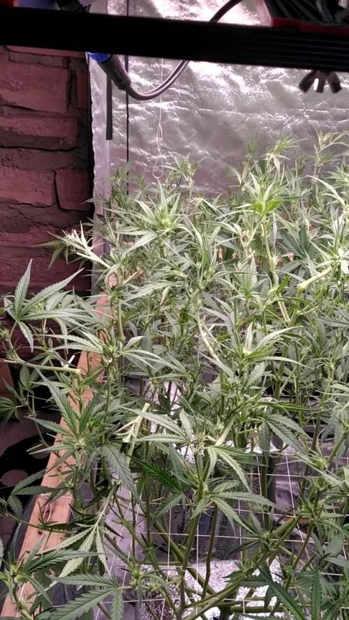 Apple Strudel Auto DWC