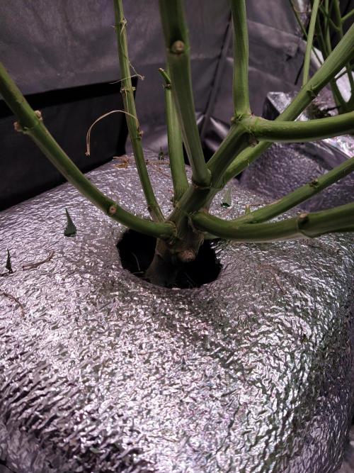 Apple Strudel Auto DWC. Week 7