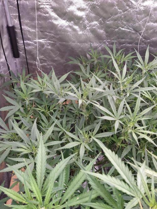 Apple Strudel Auto DWC. Week 7