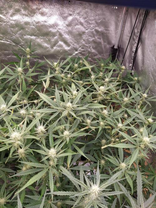 Apple Strudel Auto DWC. Week 7