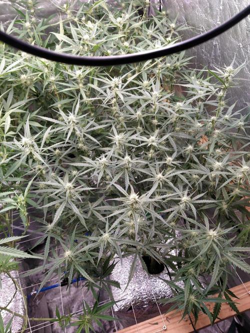 Apple Strudel Auto DWC. Week 7