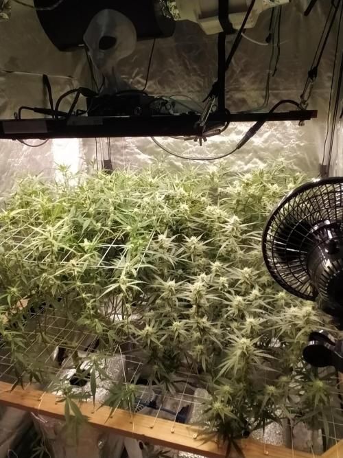 Apple Strudel Auto DWC. Week 8