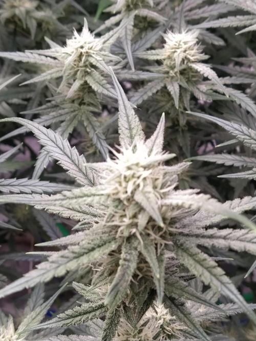 Apple Strudel Auto DWC. Week 8