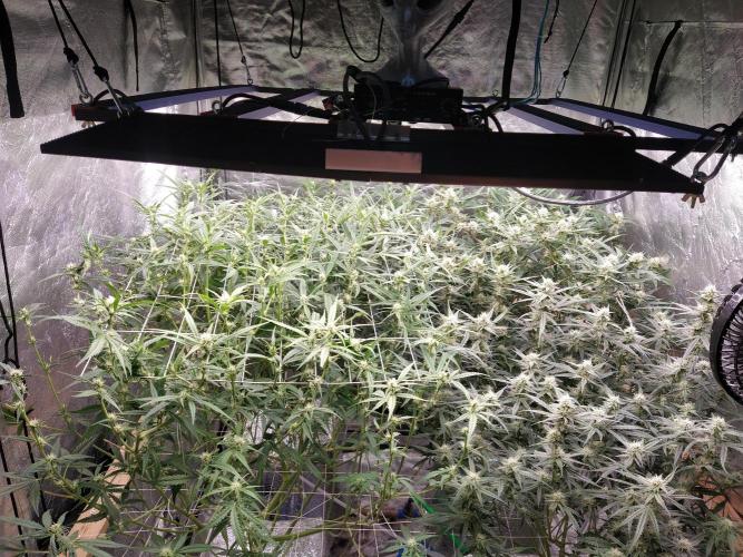 Apple Strudel Auto DWC. Week 8