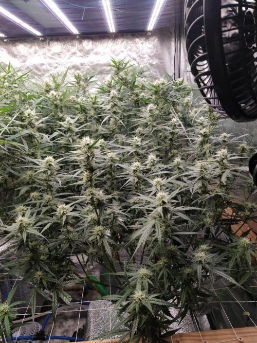Apple Strudel Auto DWC. Week 8