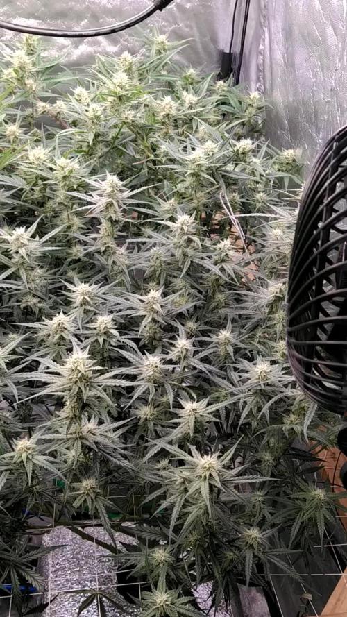 Apple Strudel Auto DWC