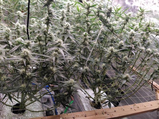 Apple Strudel Auto DWC. Week 8