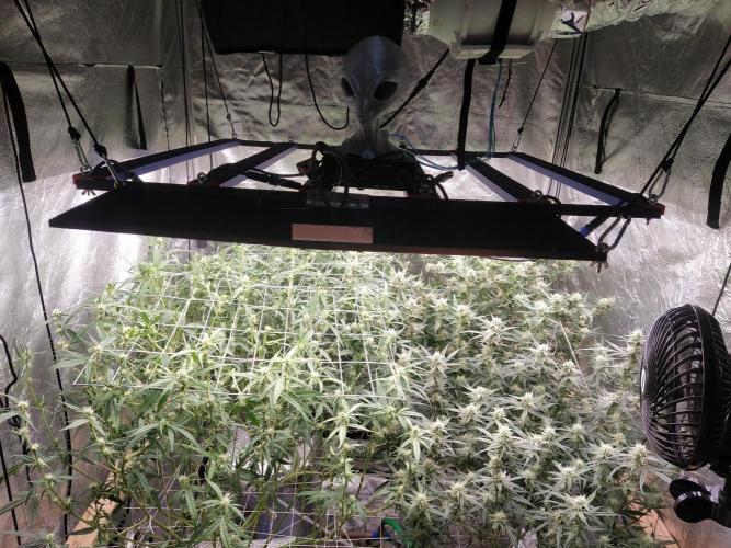 Apple Strudel Auto DWC. Week 8
