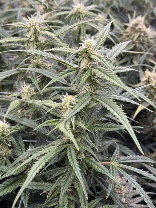 Apple Strudel Auto DWC. Week 9