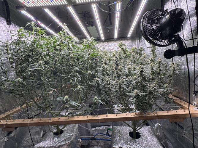 Apple Strudel Auto DWC. Week 9