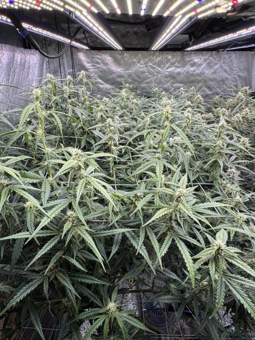 Apple Strudel Auto DWC. Week 9