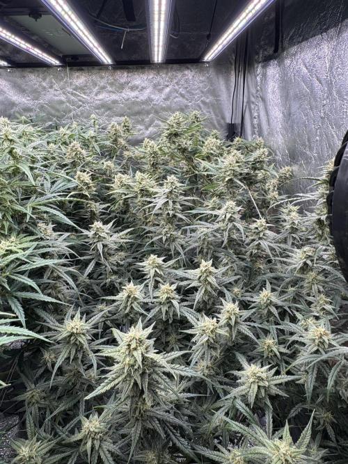 Apple Strudel Auto DWC. Week 9