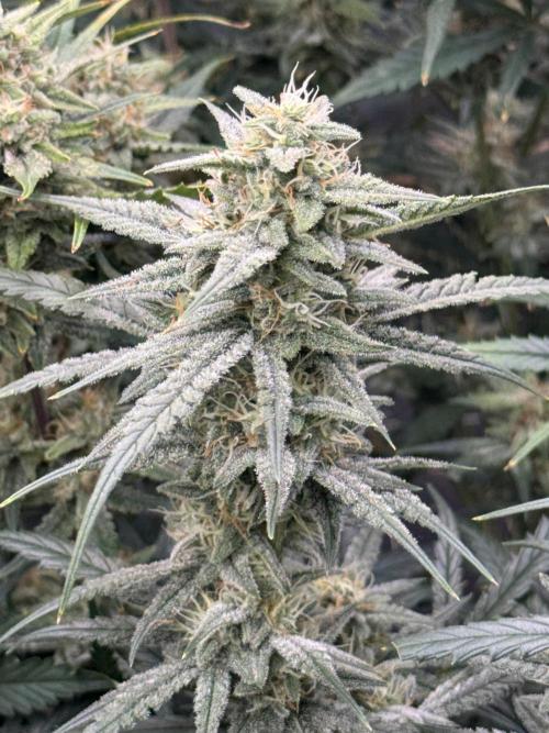 Apple Strudel Auto DWC. Week 9