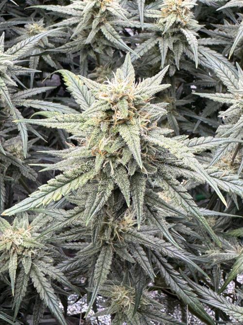 Apple Strudel Auto DWC. Week 9