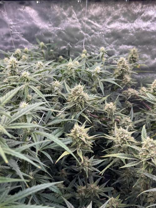 Apple Strudel Auto DWC. Week 9