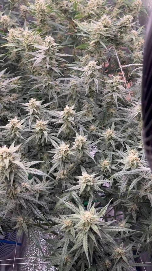 Apple Strudel Auto DWC