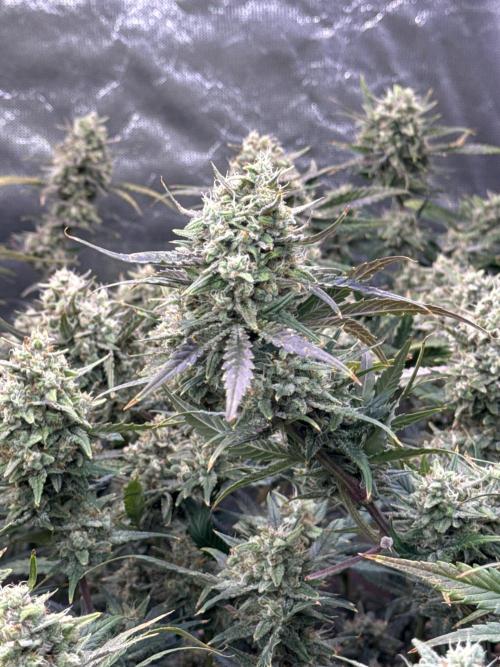 Apple Strudel Auto DWC. Week 10